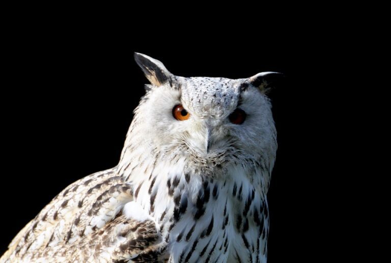 barn owl, owl, raptor-3554565.jpg