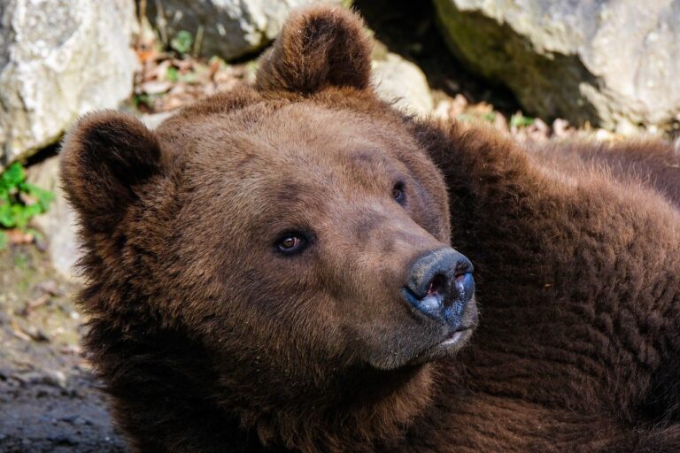 brown bear, animal, mammal-7633880.jpg