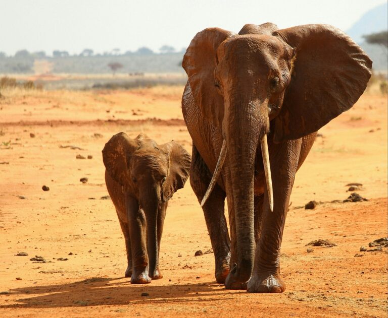 elephant, africa, national park-2254627.jpg