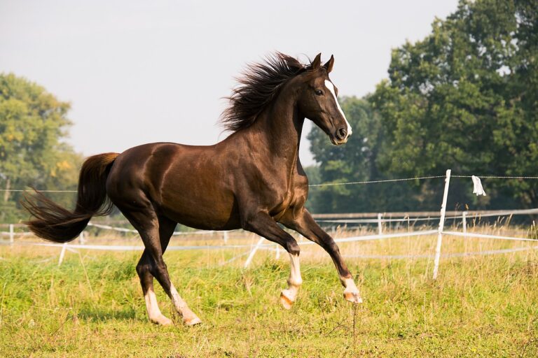 horse, gallop, american saddlebred-3567041.jpg