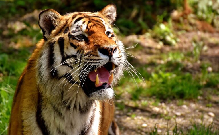 tiger, predator, fur-2341922.jpg