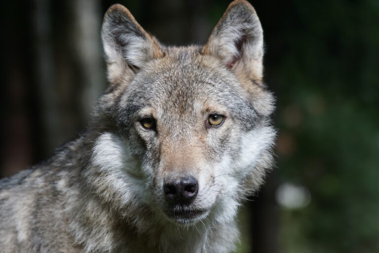 wolf, predator, european wolf-1504406.jpg