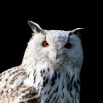 barn owl, owl, raptor-3554565.jpg