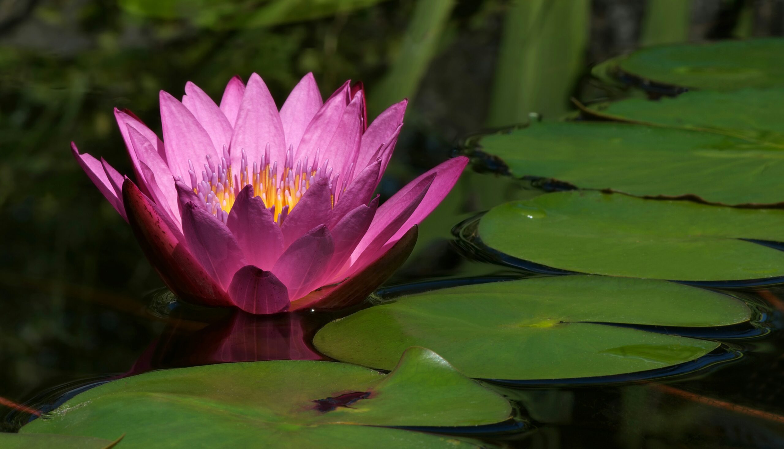 buddha-elemental-bwjbAl6lgBo-unsplash buddha-elemental-bwjbAl6lgBo-unsplash